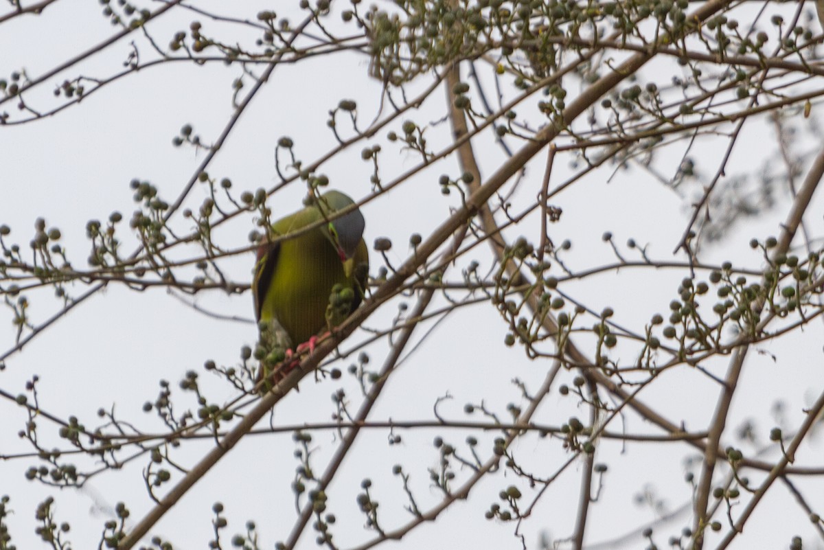 Thick-billed Green-Pigeon - ML618374486