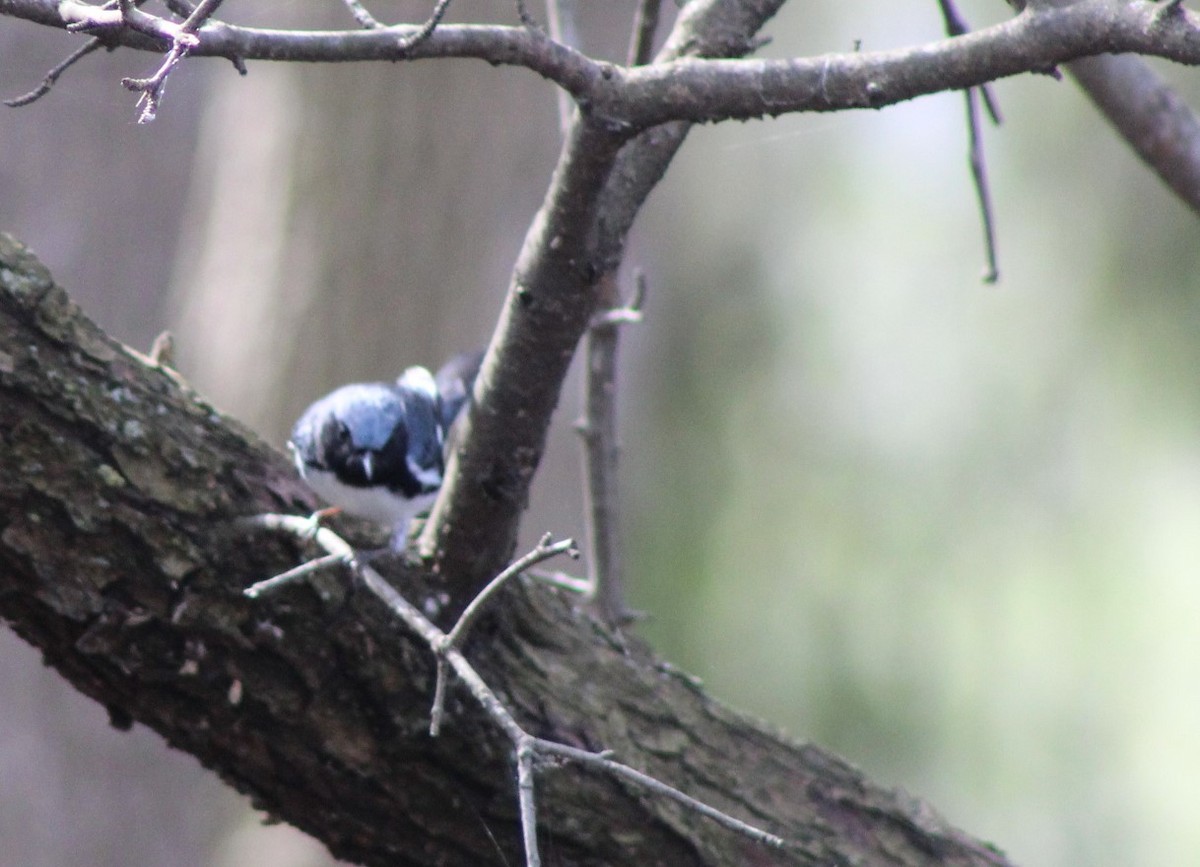 Black-throated Blue Warbler - ML618374518