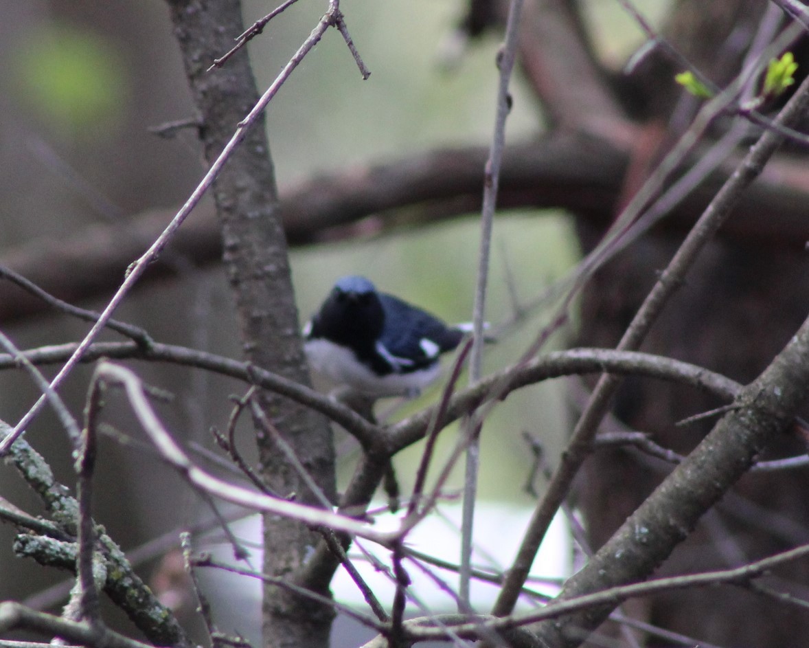 Black-throated Blue Warbler - ML618374526