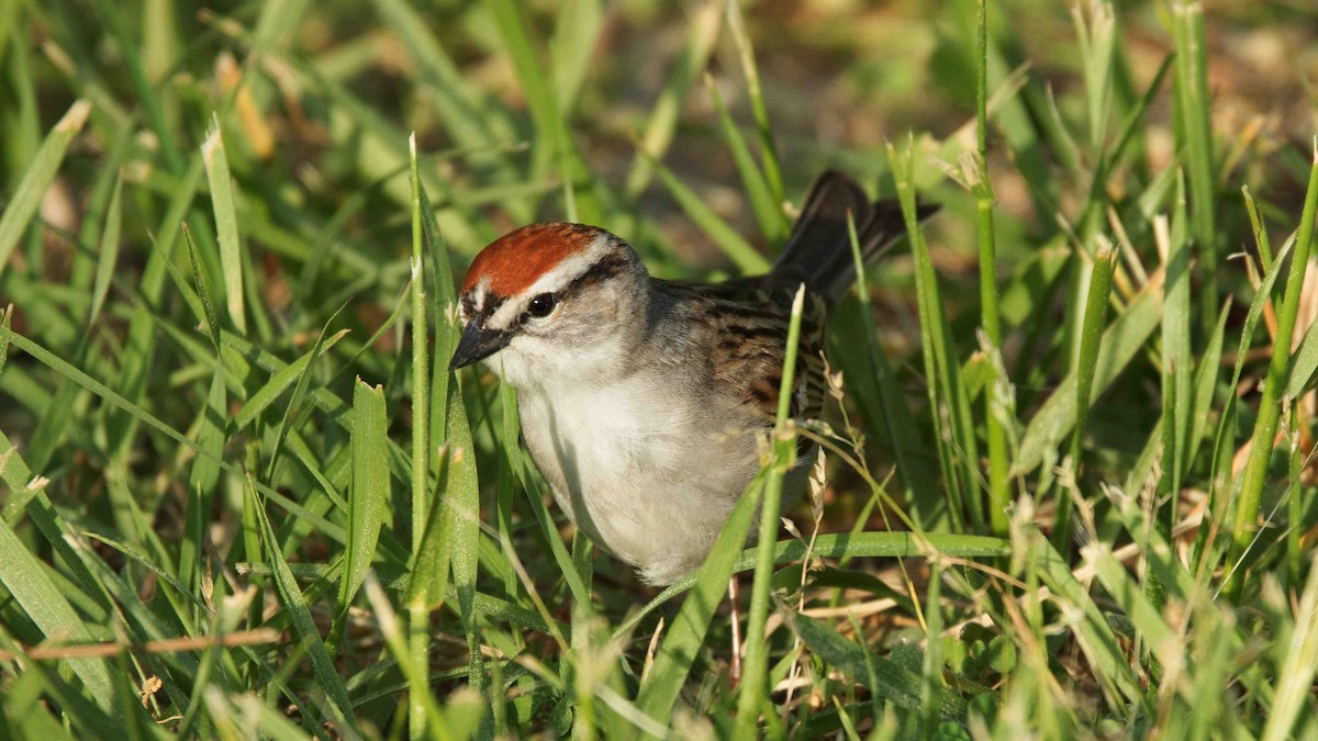 Chipping Sparrow - ML618374528