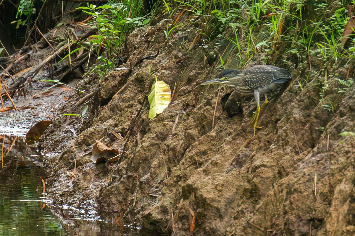volavka proměnlivá (ssp. striata) - ML618374591