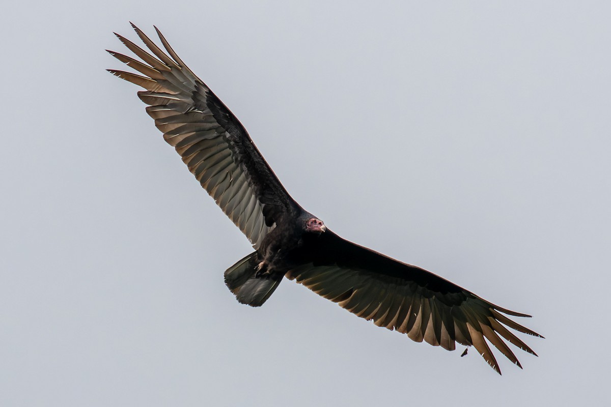 Turkey Vulture - ML618374606