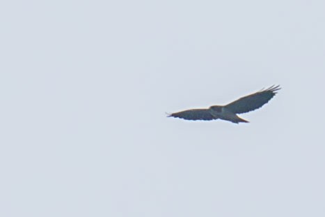 Short-tailed Hawk - Celesta von Chamier