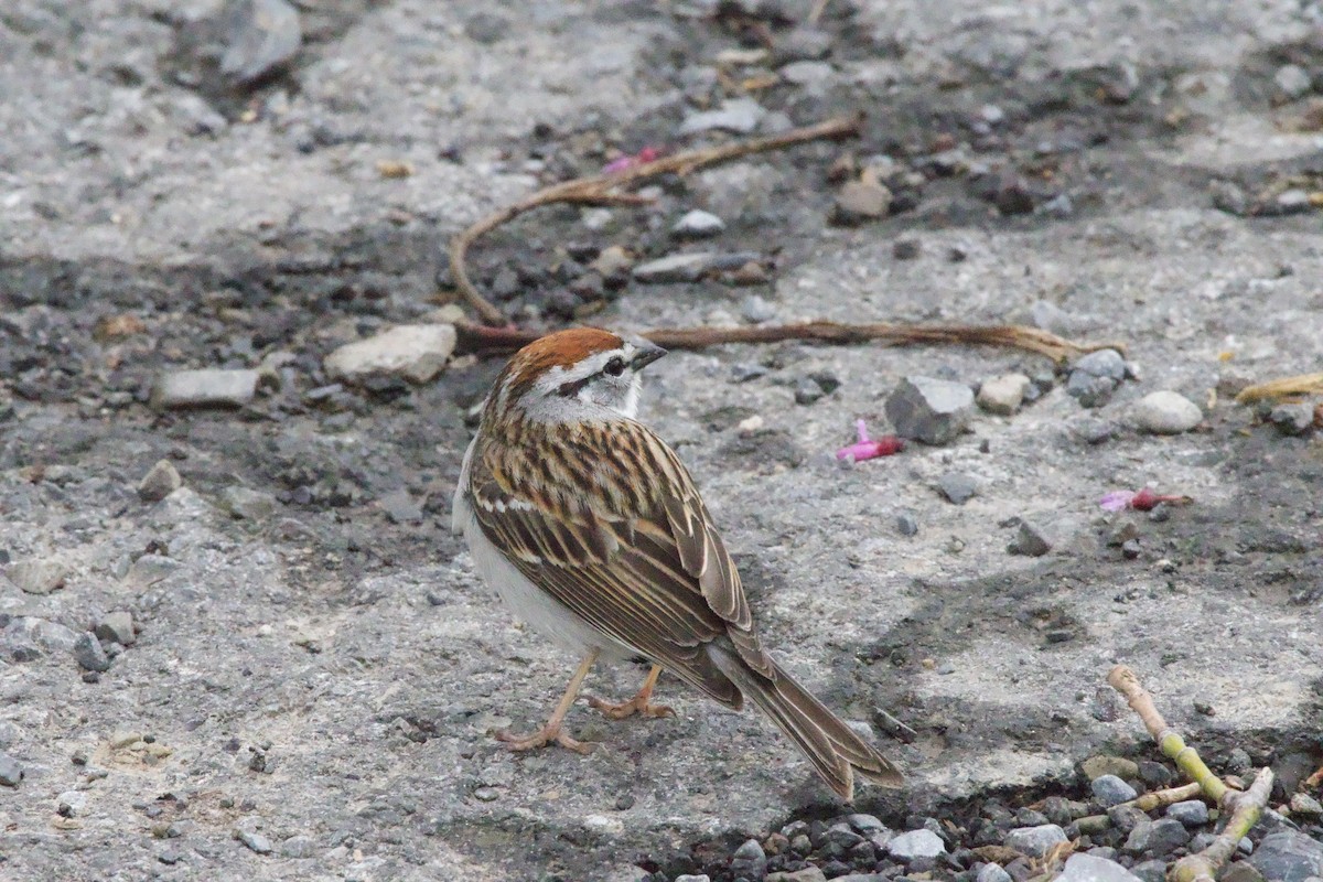 Chipping Sparrow - ML618374618