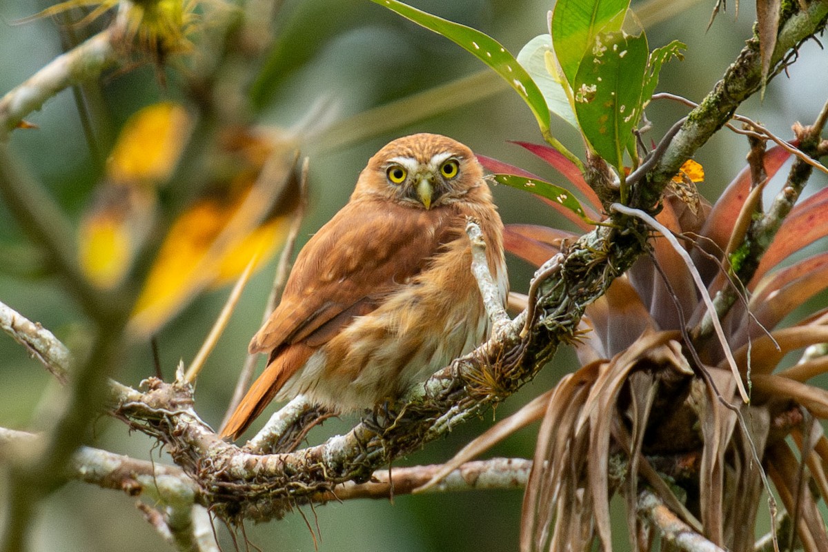 Peruvian Pygmy-Owl - ML618374624