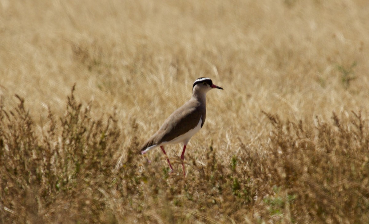 Crowned Lapwing - ML618374642