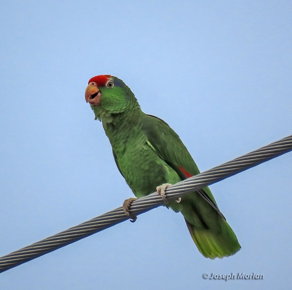 Red-crowned Parrot - ML618374647