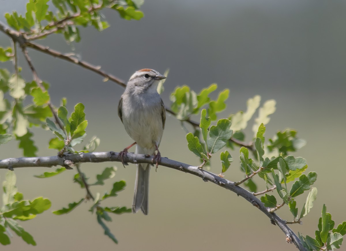 Chipping Sparrow - ML618374654