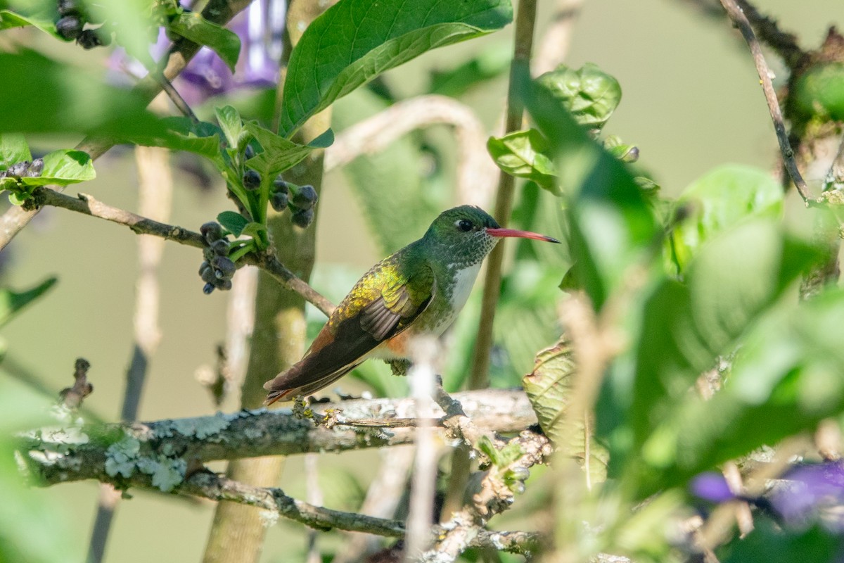 kolibřík Amazilin - ML618374659