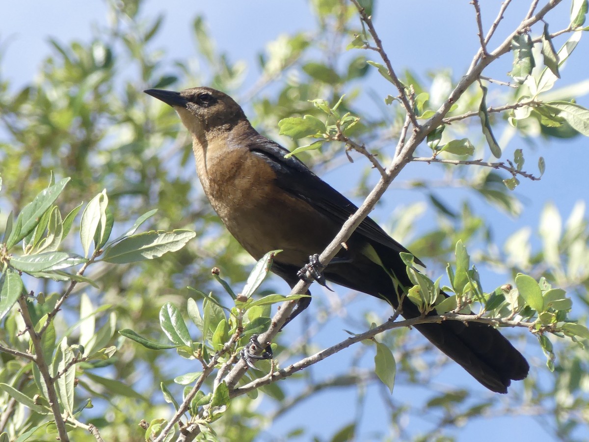 Boat-tailed Grackle - ML618374670