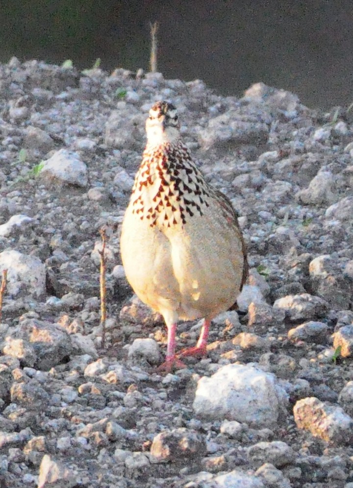 Crested Francolin - Anonymous