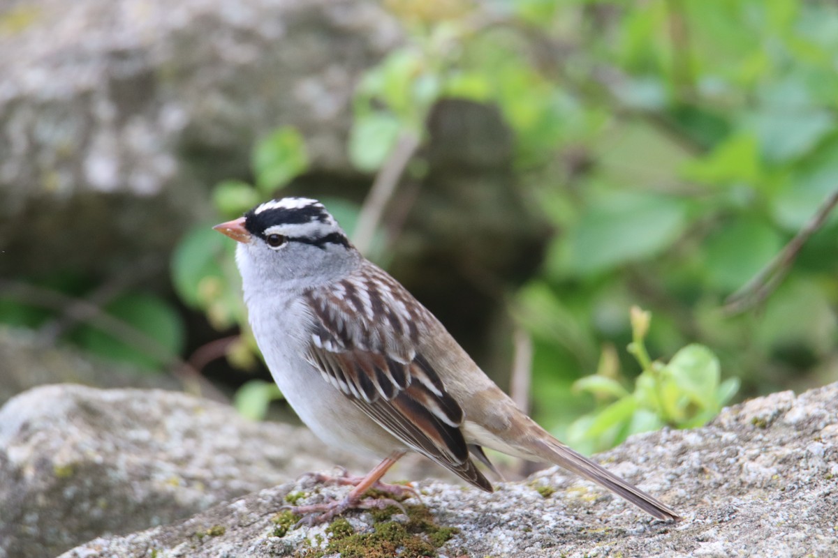 White-crowned Sparrow - ML618374686
