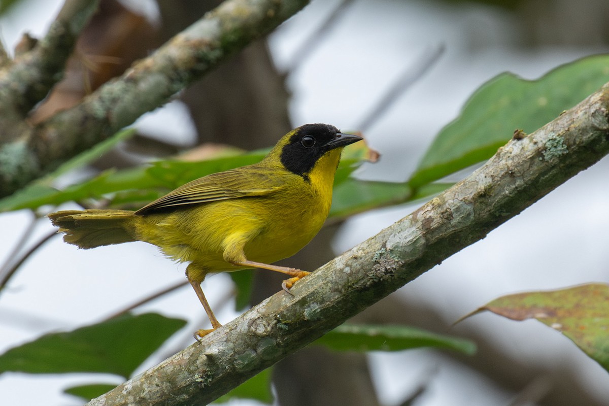 Olive-crowned Yellowthroat - ML618374696