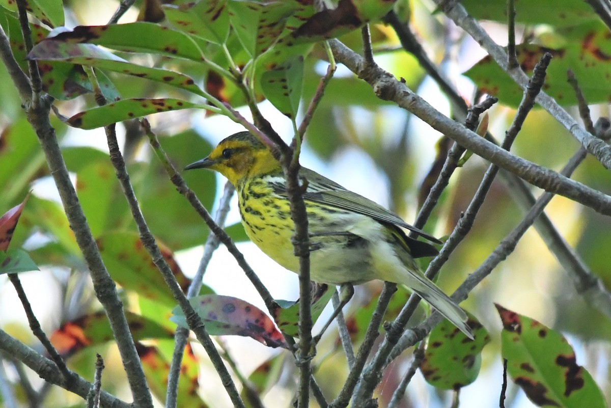 Cape May Warbler - ML618374700