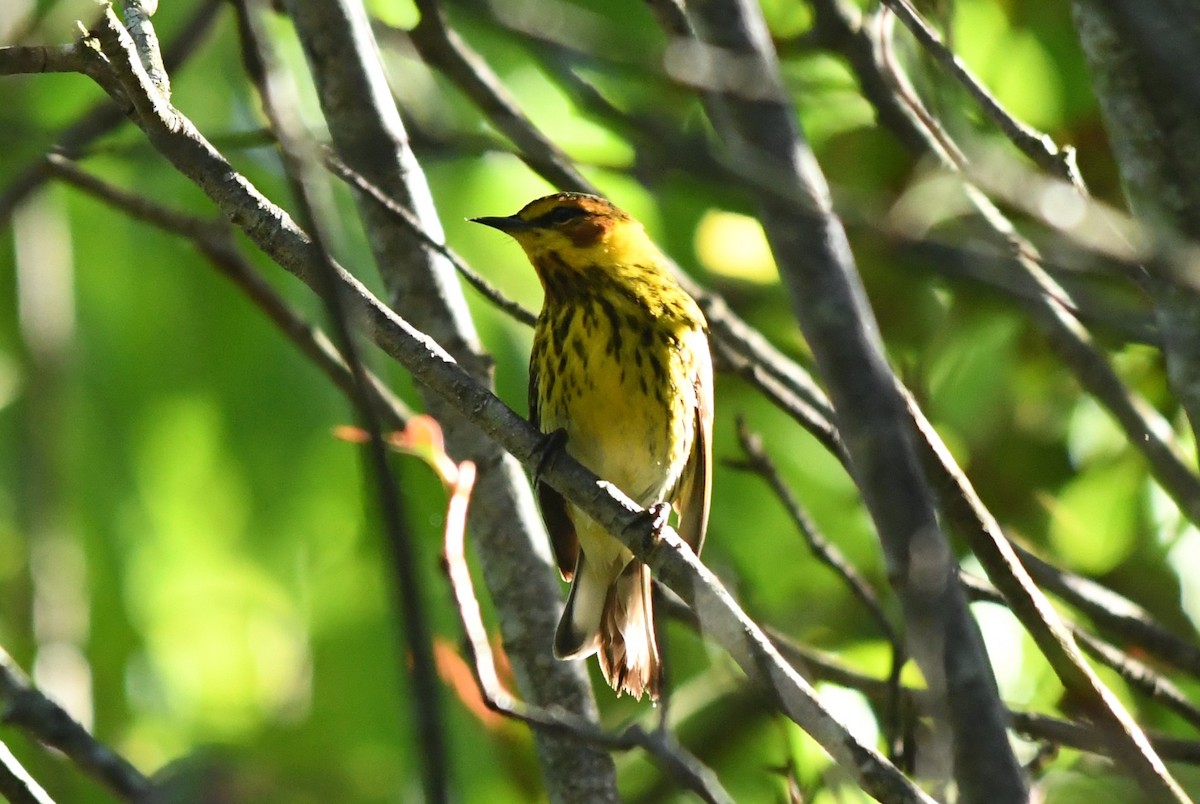Cape May Warbler - ML618374703