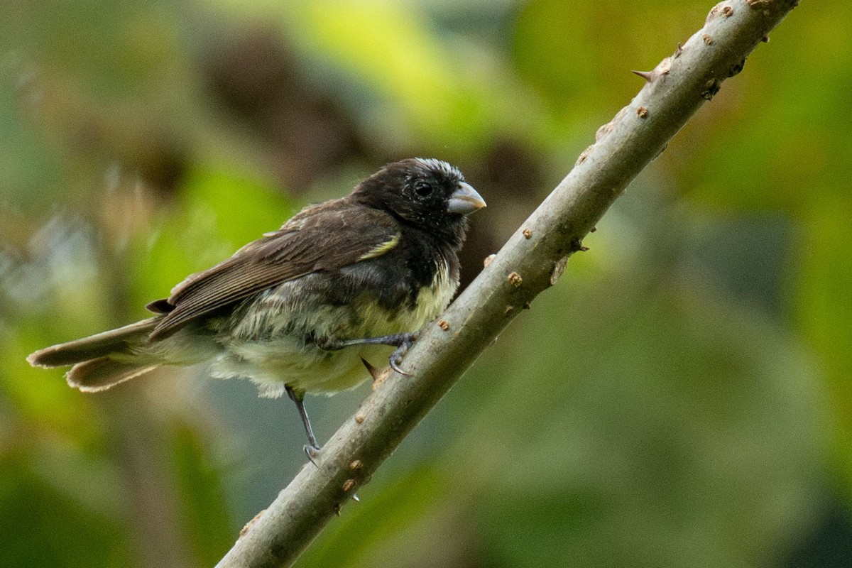 Yellow-bellied Seedeater - ML618374706