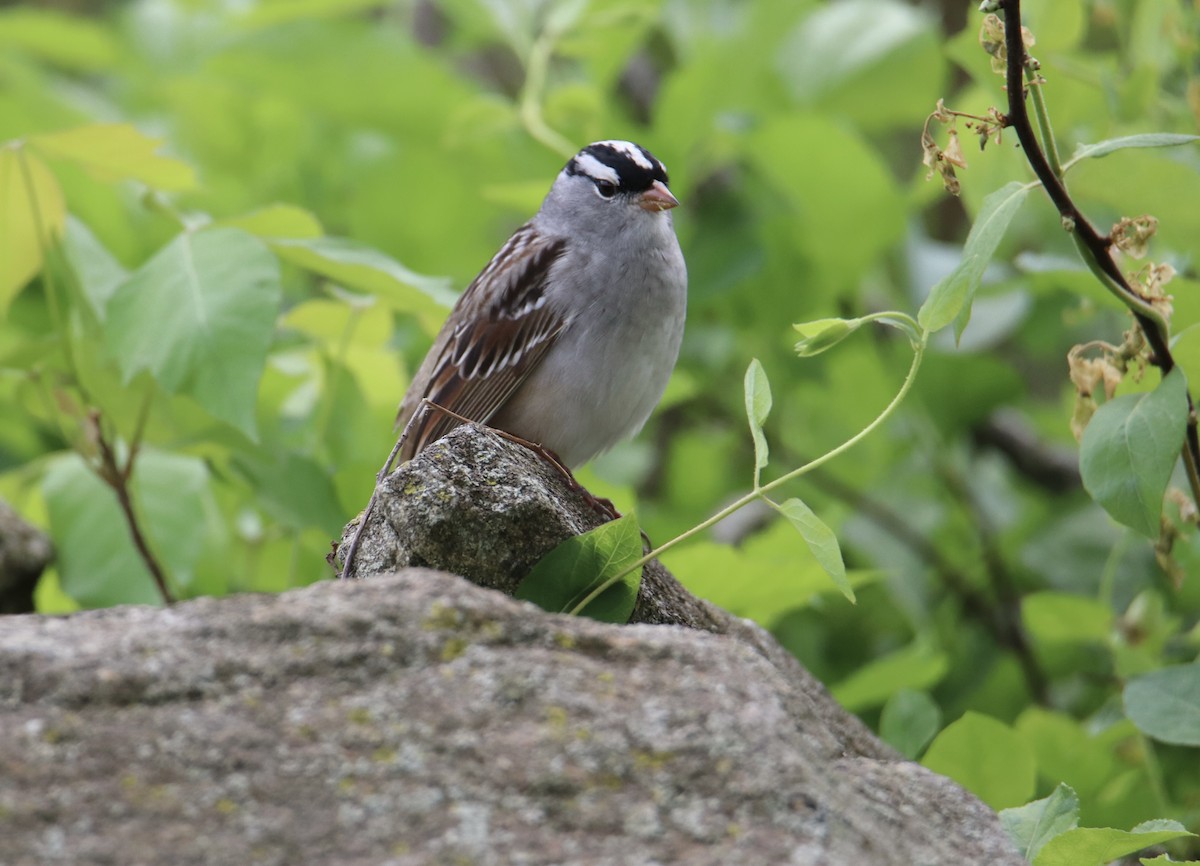 White-crowned Sparrow - Russell Hillsley