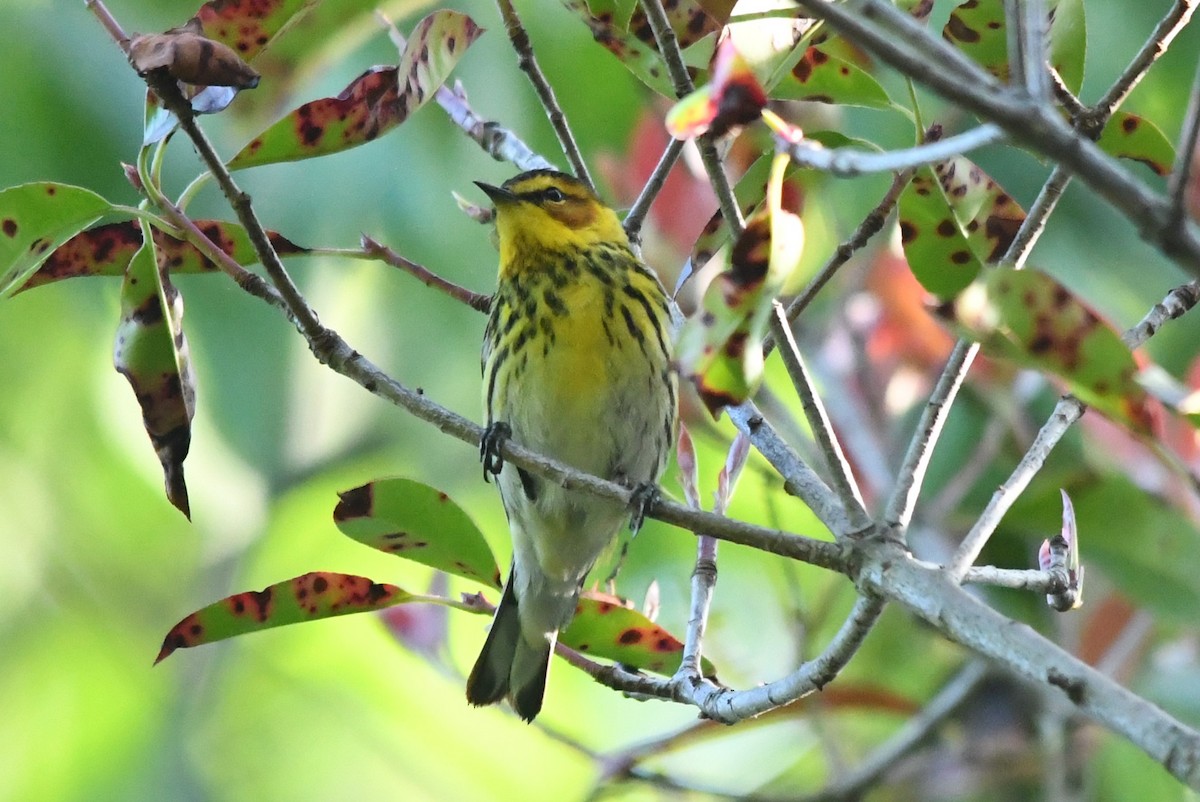 Cape May Warbler - ML618374708