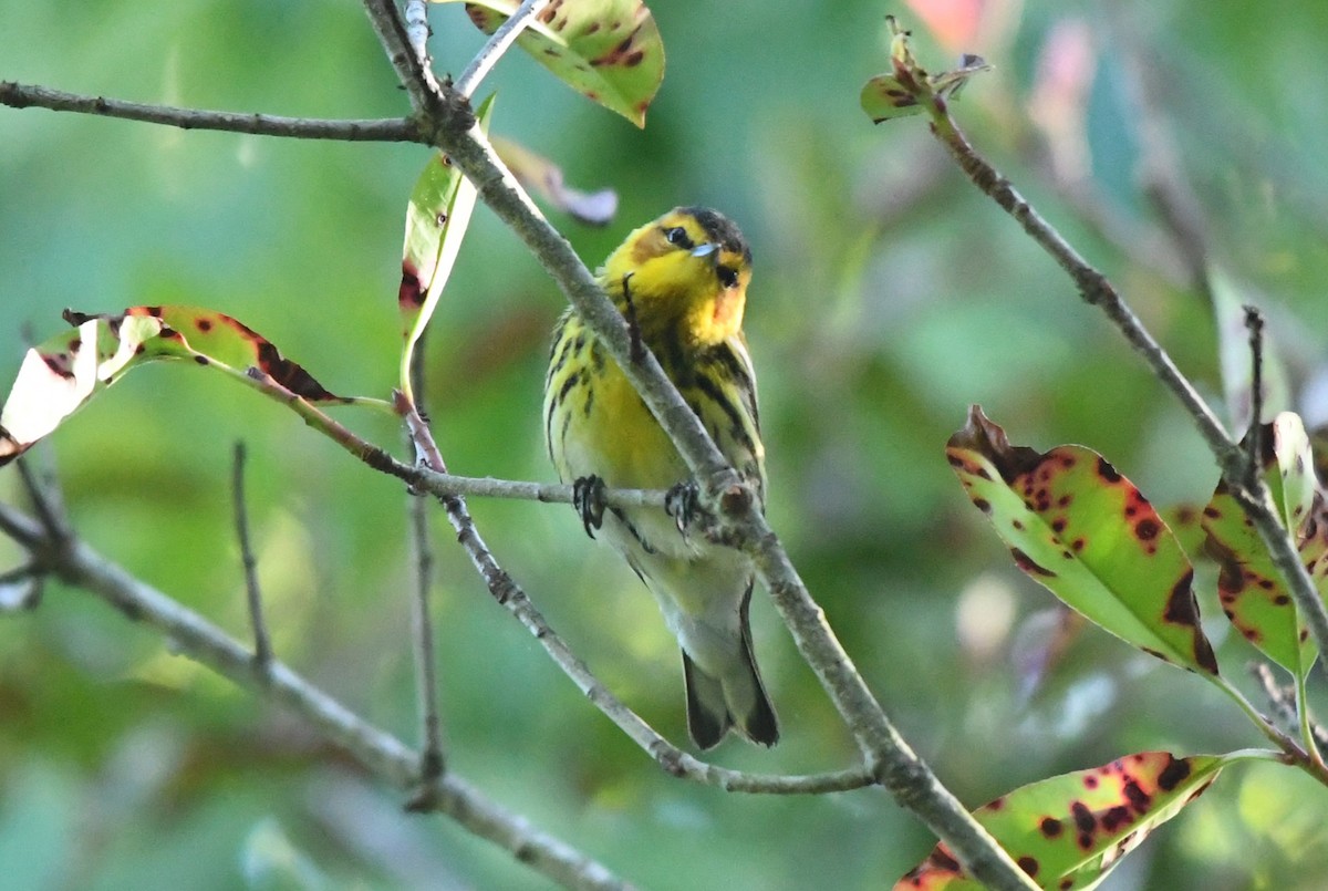 Cape May Warbler - ML618374720