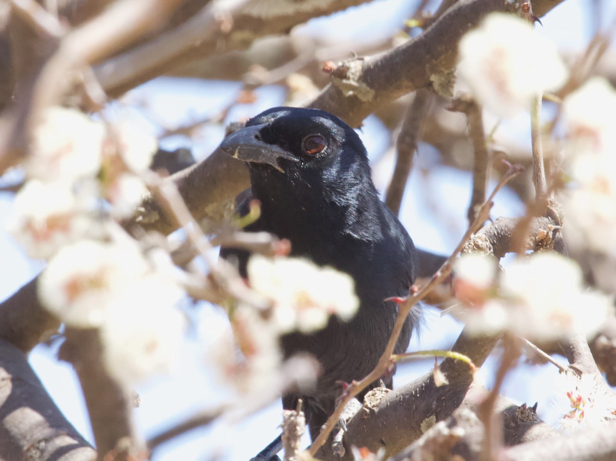 Red-winged Starling - ML618374723