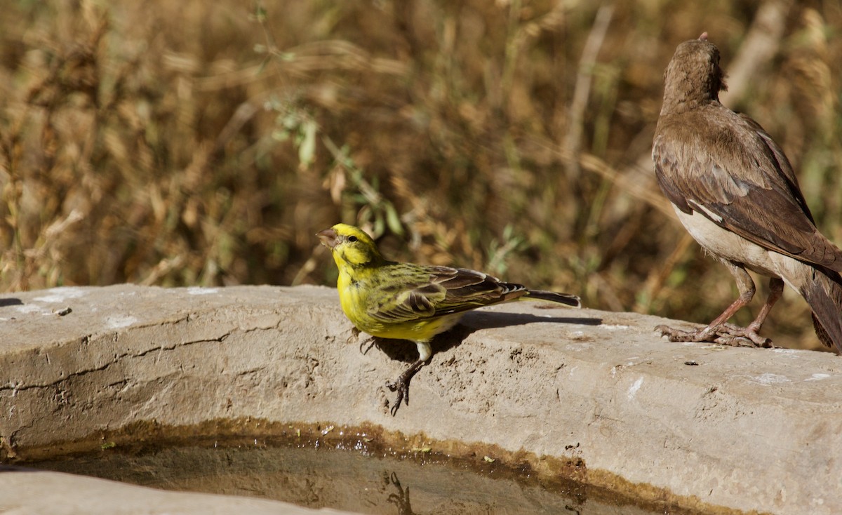 Yellow-fronted Canary - ML618374746