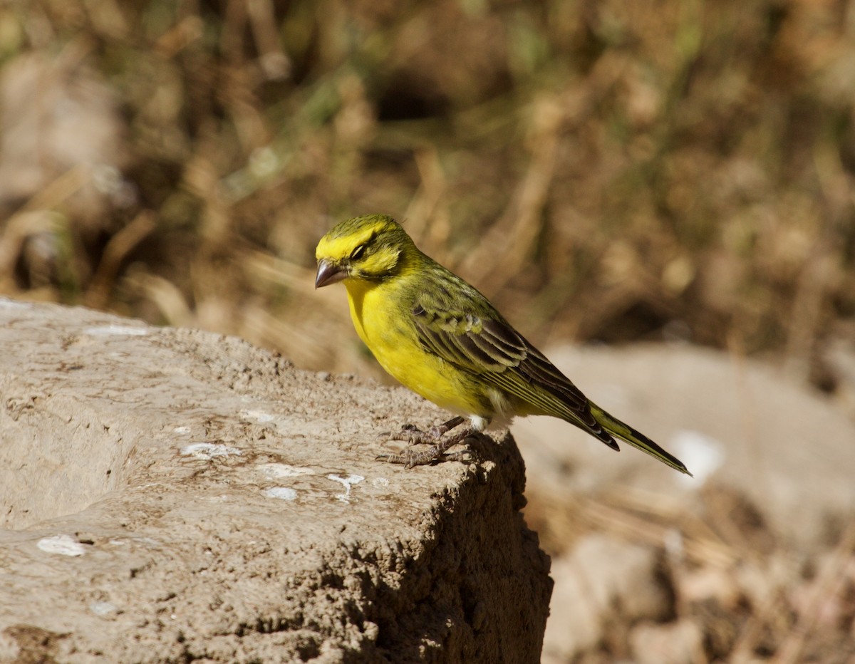 Yellow-fronted Canary - Paul Petrus
