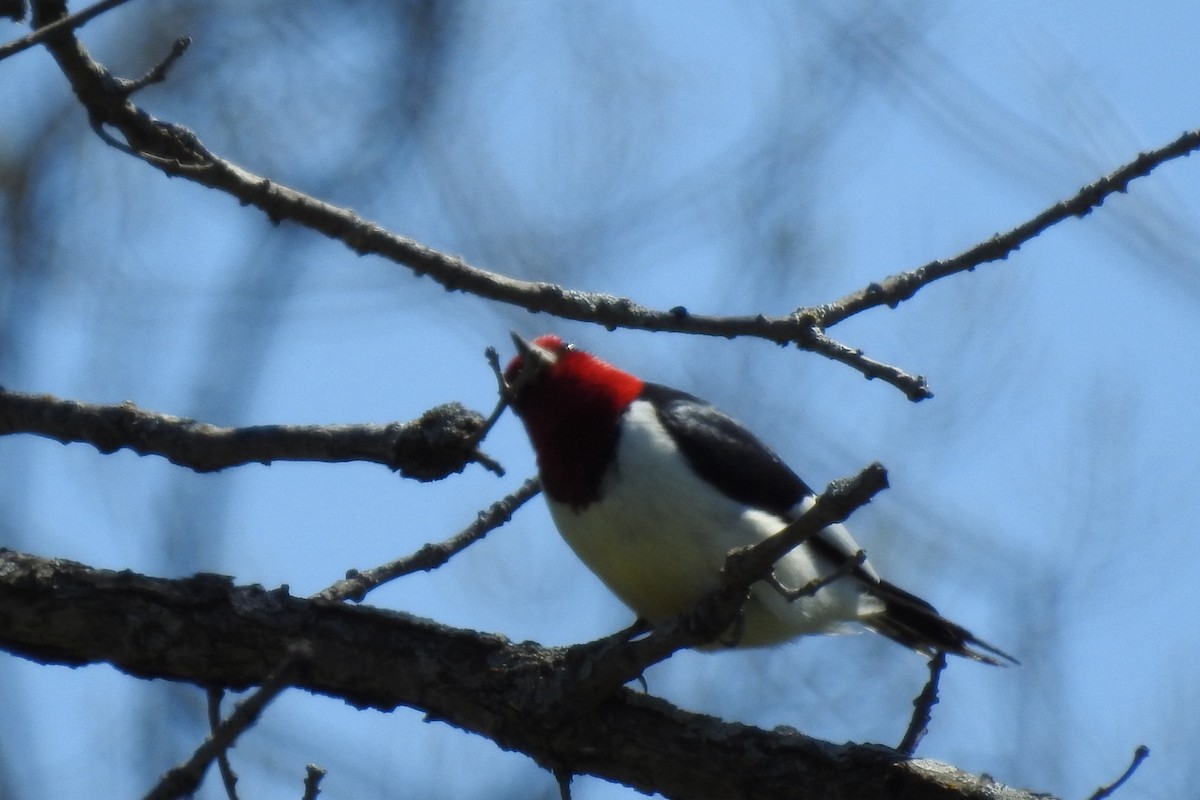 Red-headed Woodpecker - ML618374766