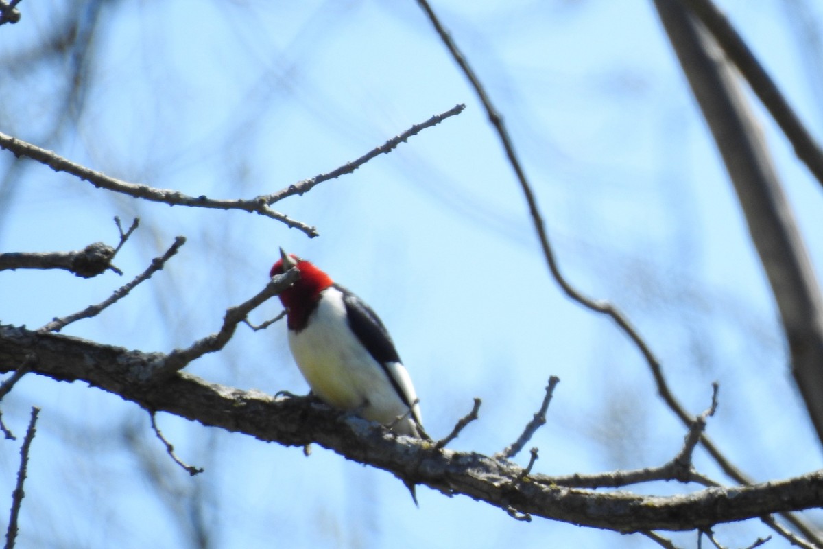 Red-headed Woodpecker - ML618374767