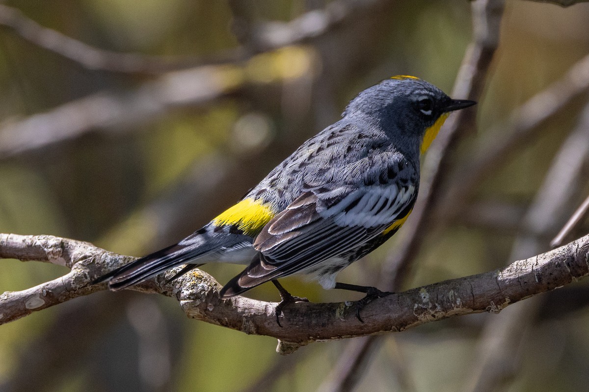 Yellow-rumped Warbler (Audubon's) - ML618374773