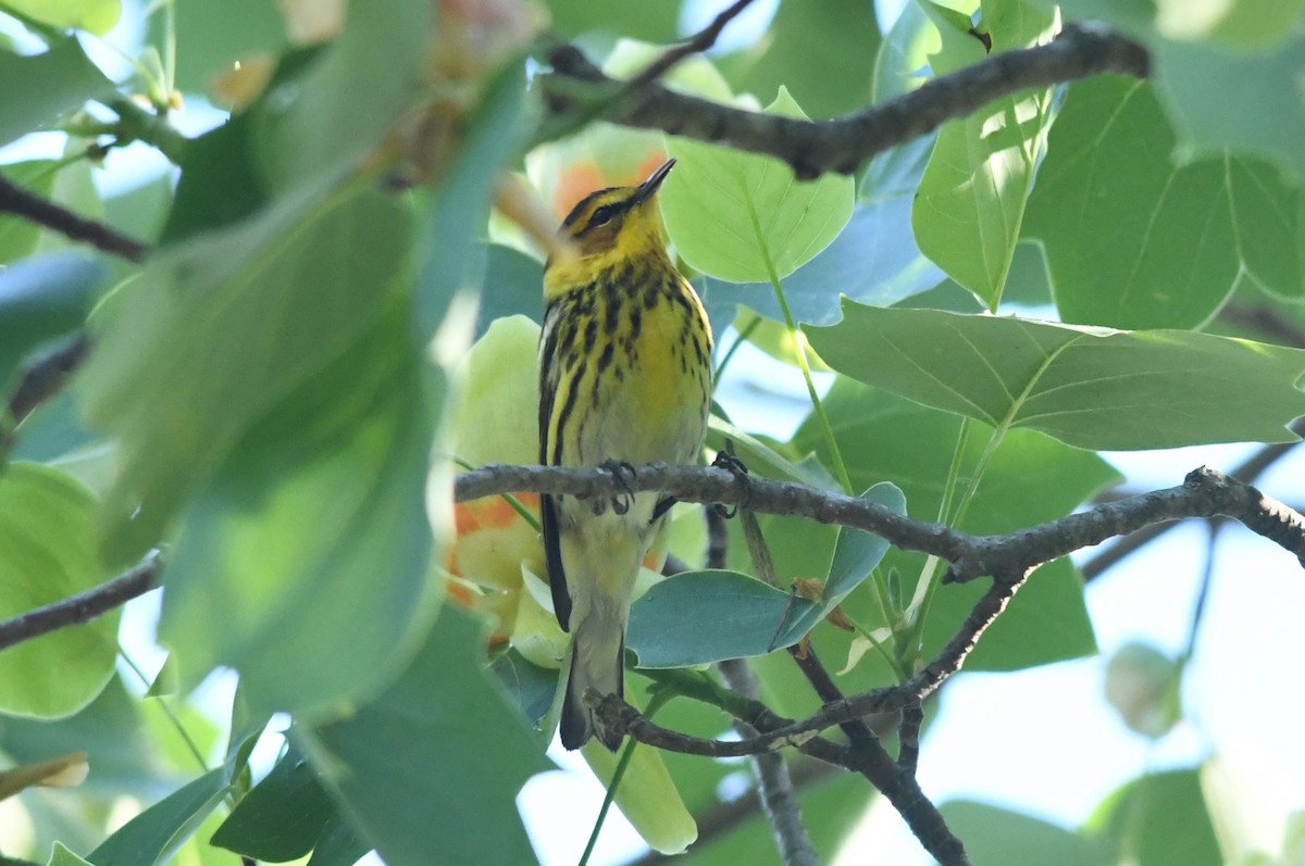 Cape May Warbler - ML618374798