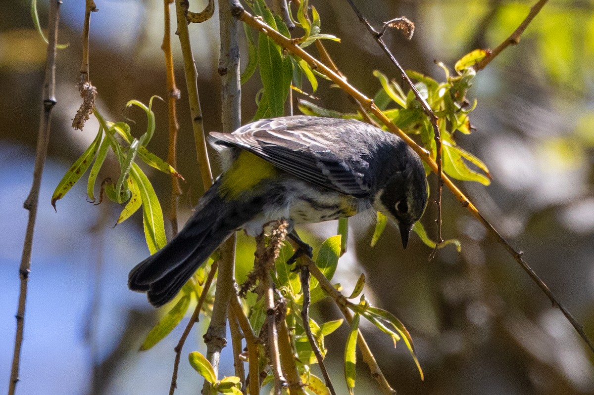 Yellow-rumped Warbler (Myrtle) - ML618374799