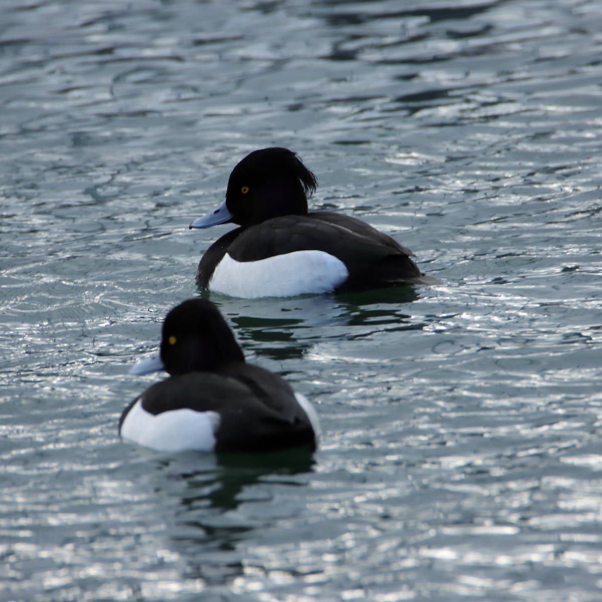 Tufted Duck - ML618374814