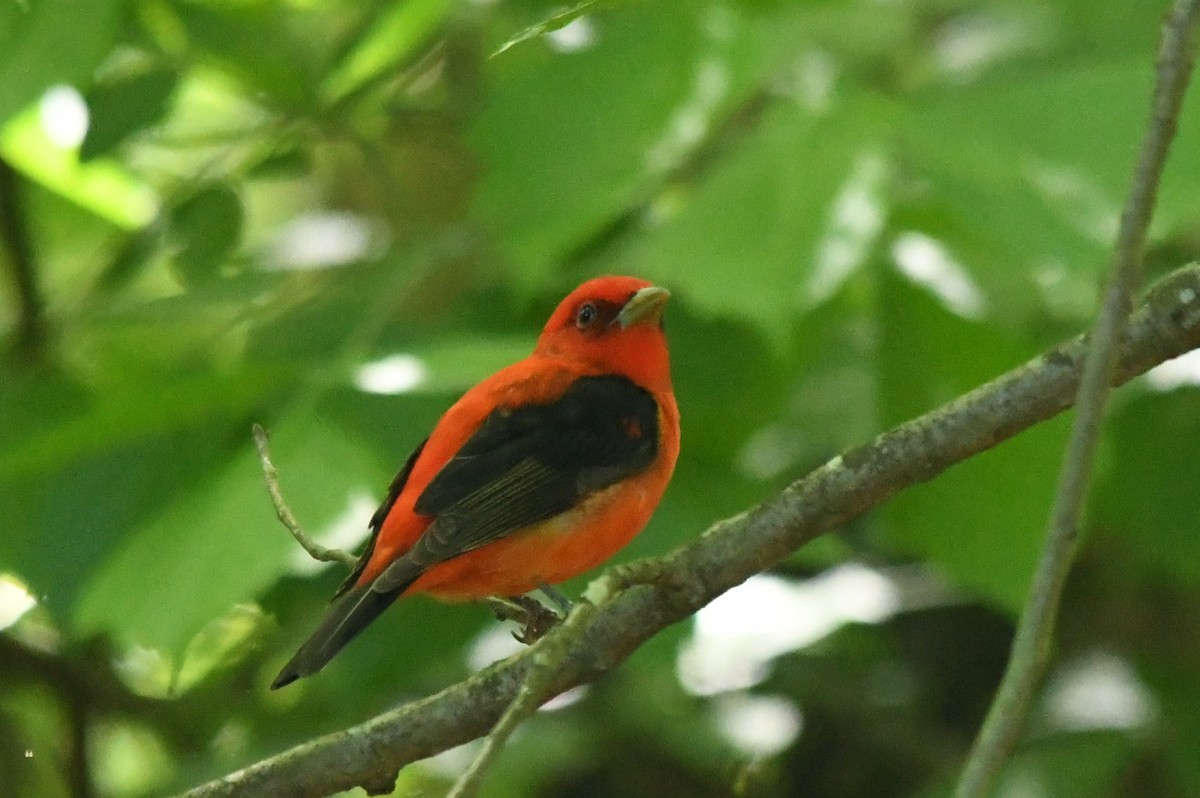 Scarlet Tanager - ML618374824