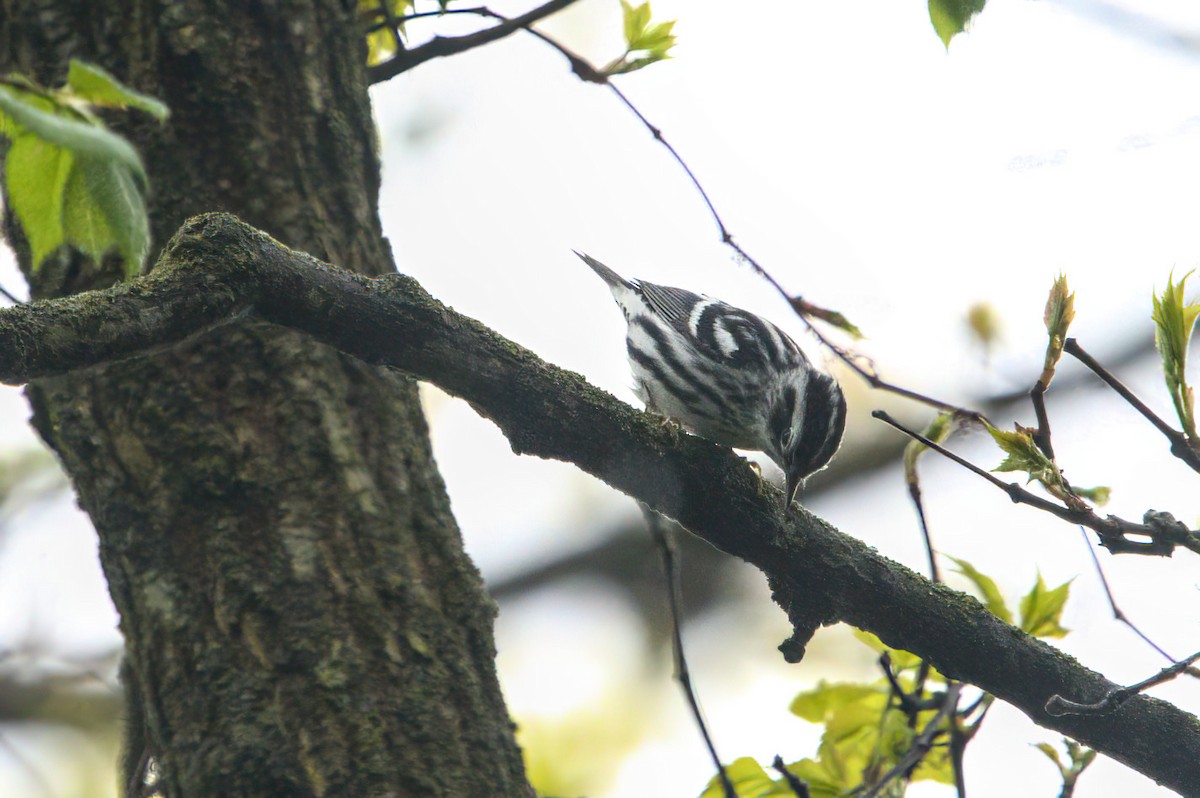Black-and-white Warbler - ML618374839