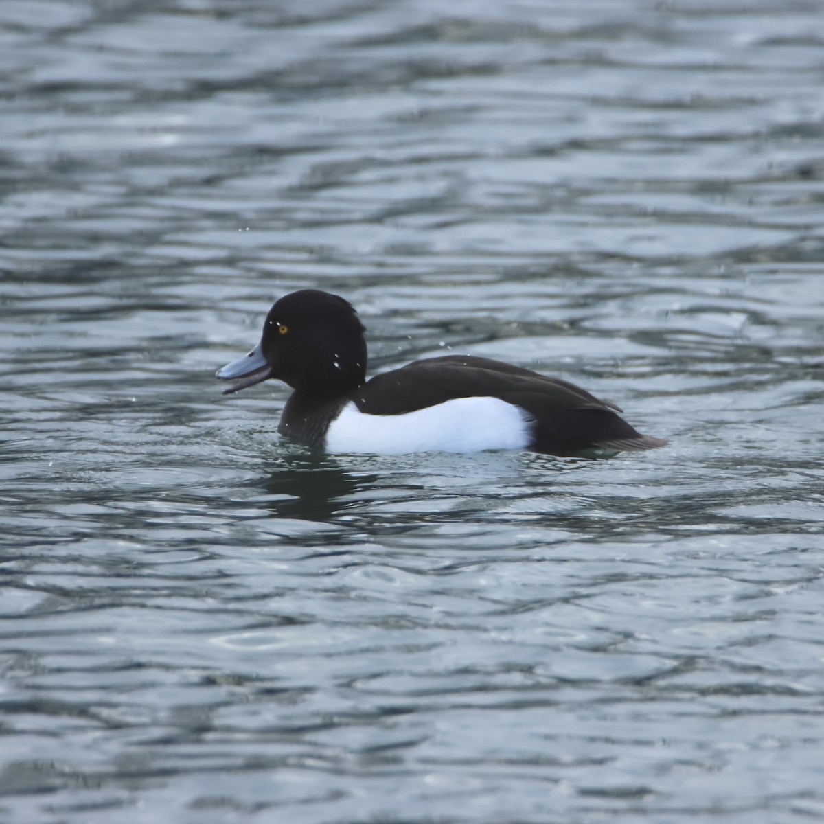 Tufted Duck - ML618374853