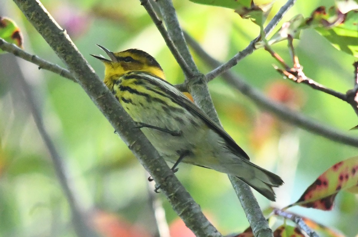 Cape May Warbler - ML618374861