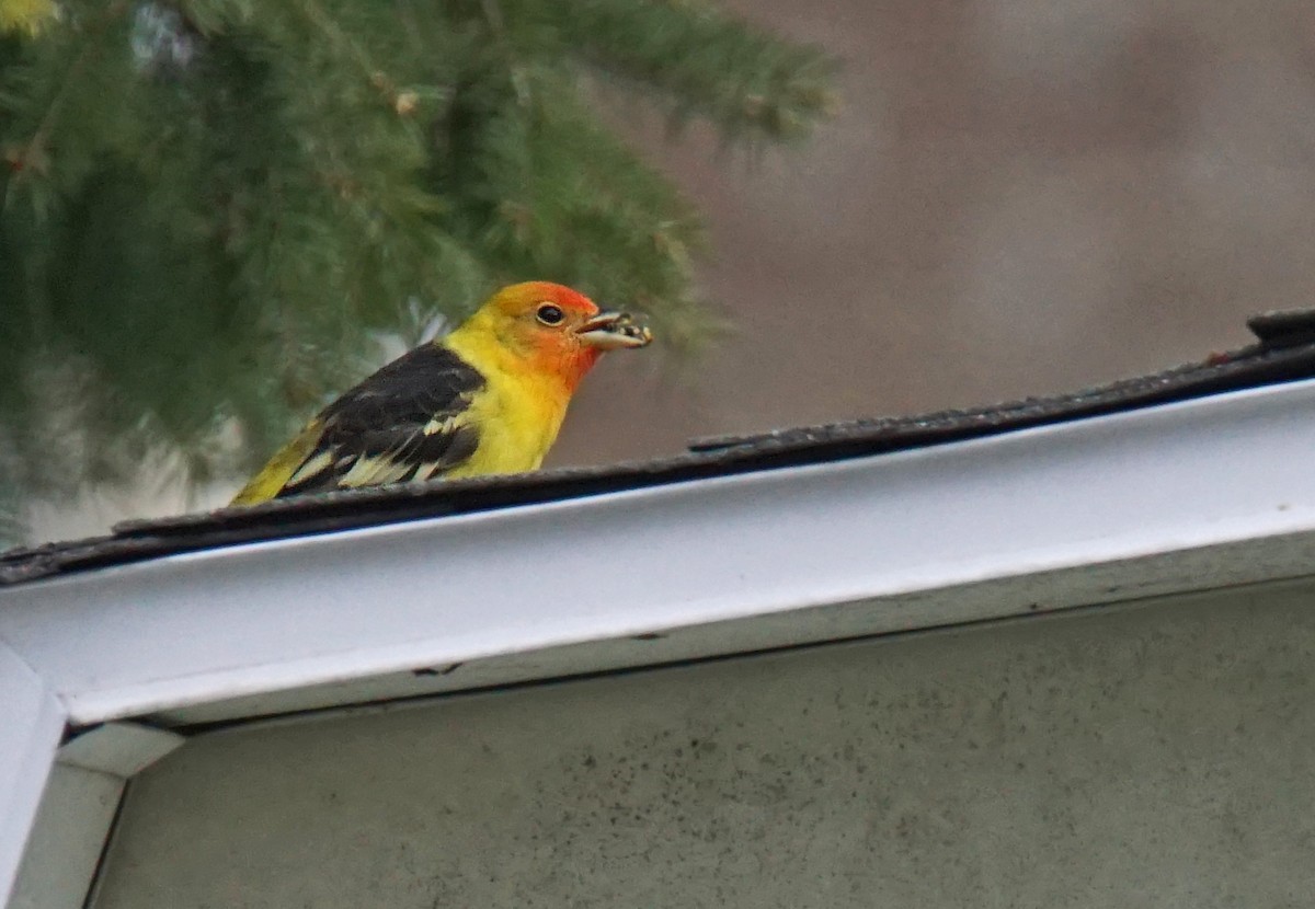 Western Tanager - ML618374862