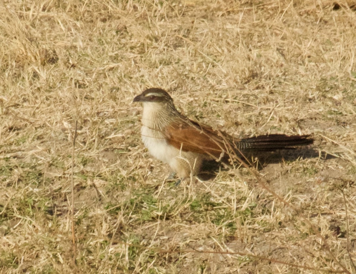 White-browed Coucal - ML618374907