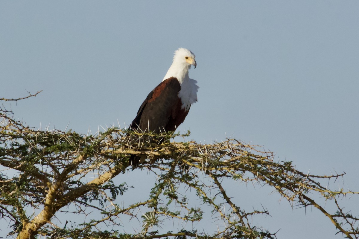 African Fish-Eagle - ML618374913