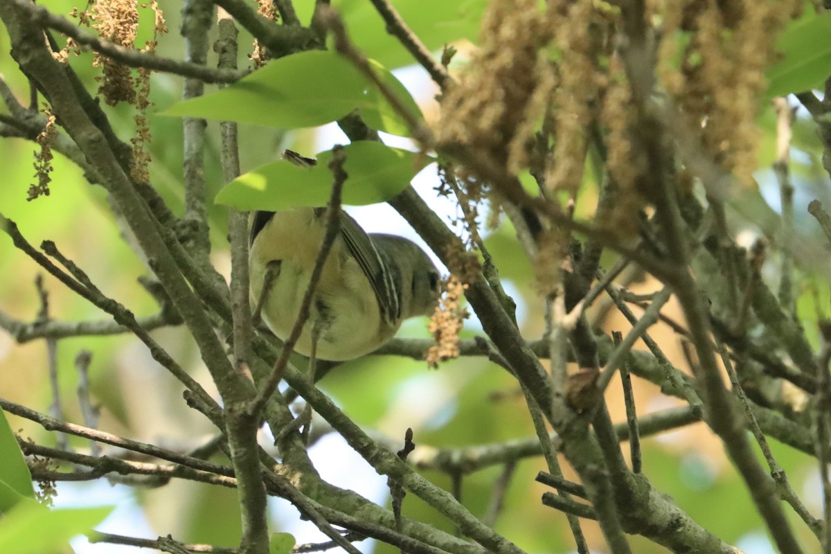 Bay-breasted Warbler - John van Dort