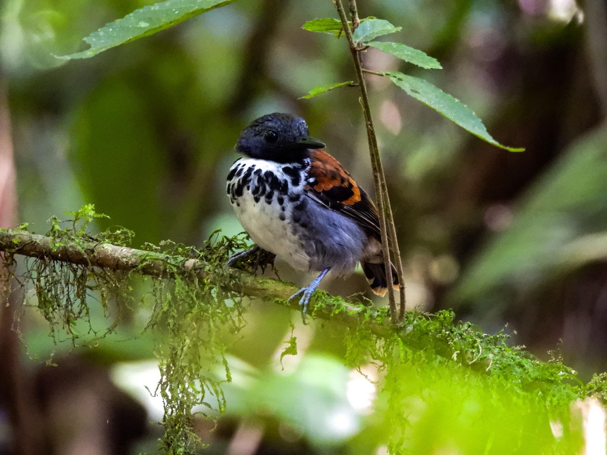 Spotted Antbird - ML618374956