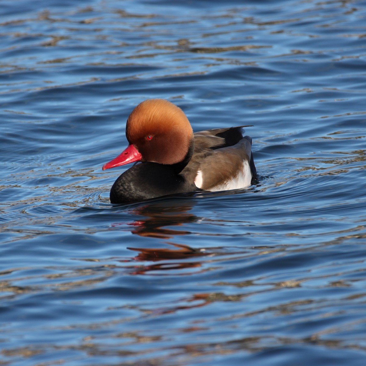 Red-crested Pochard - Anonymous