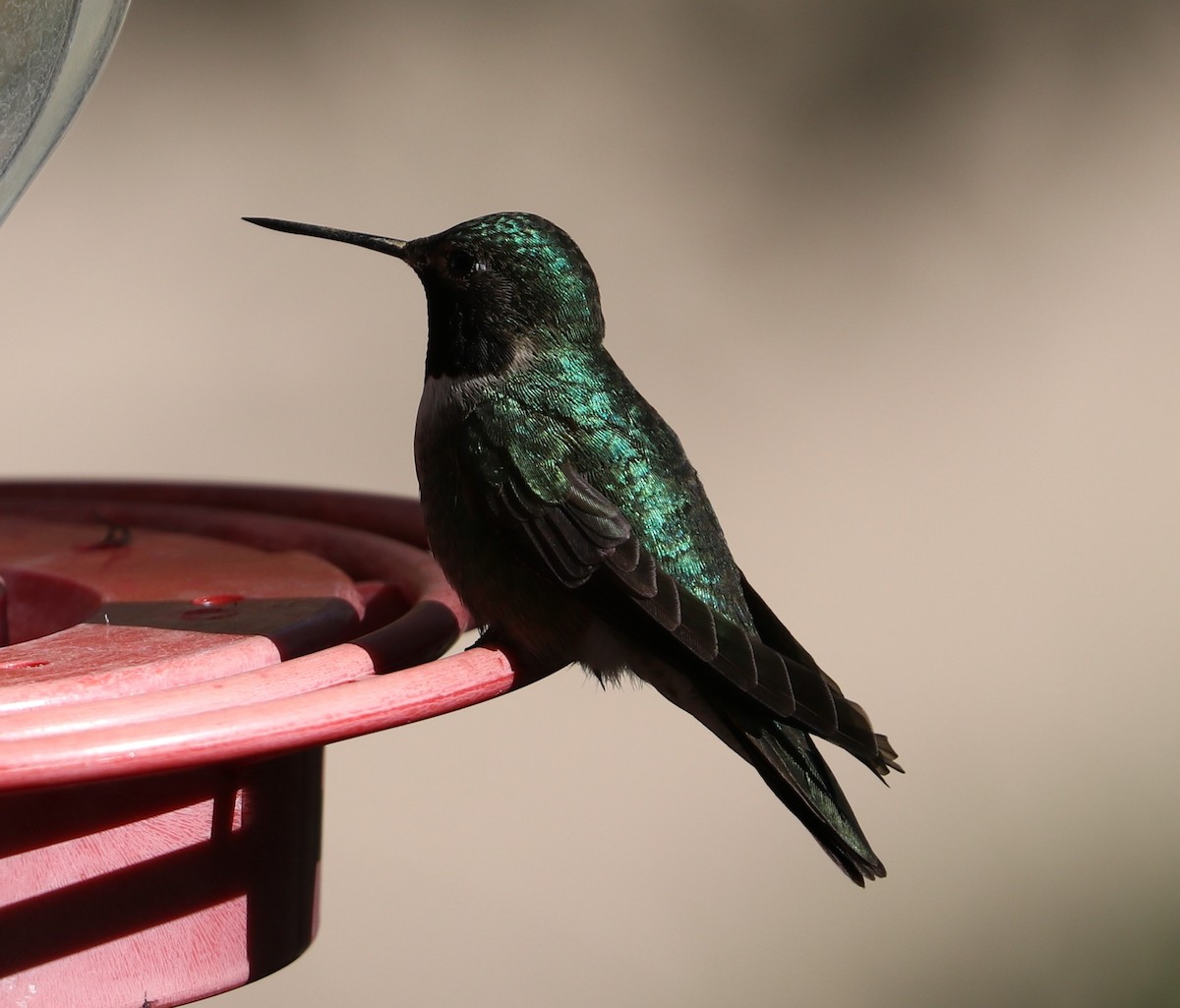 Black-chinned Hummingbird - ML618375009