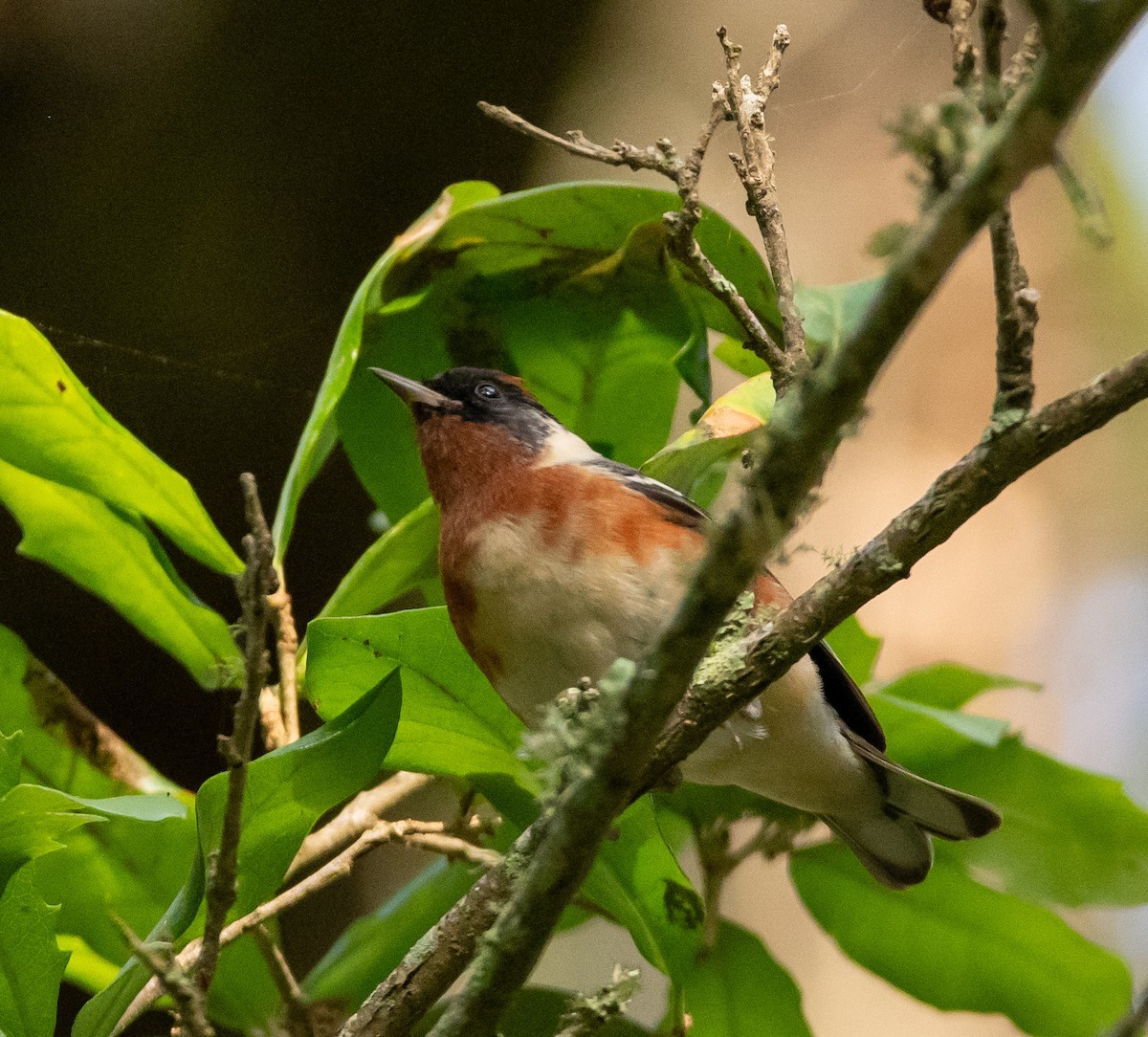 Bay-breasted Warbler - ML618375019