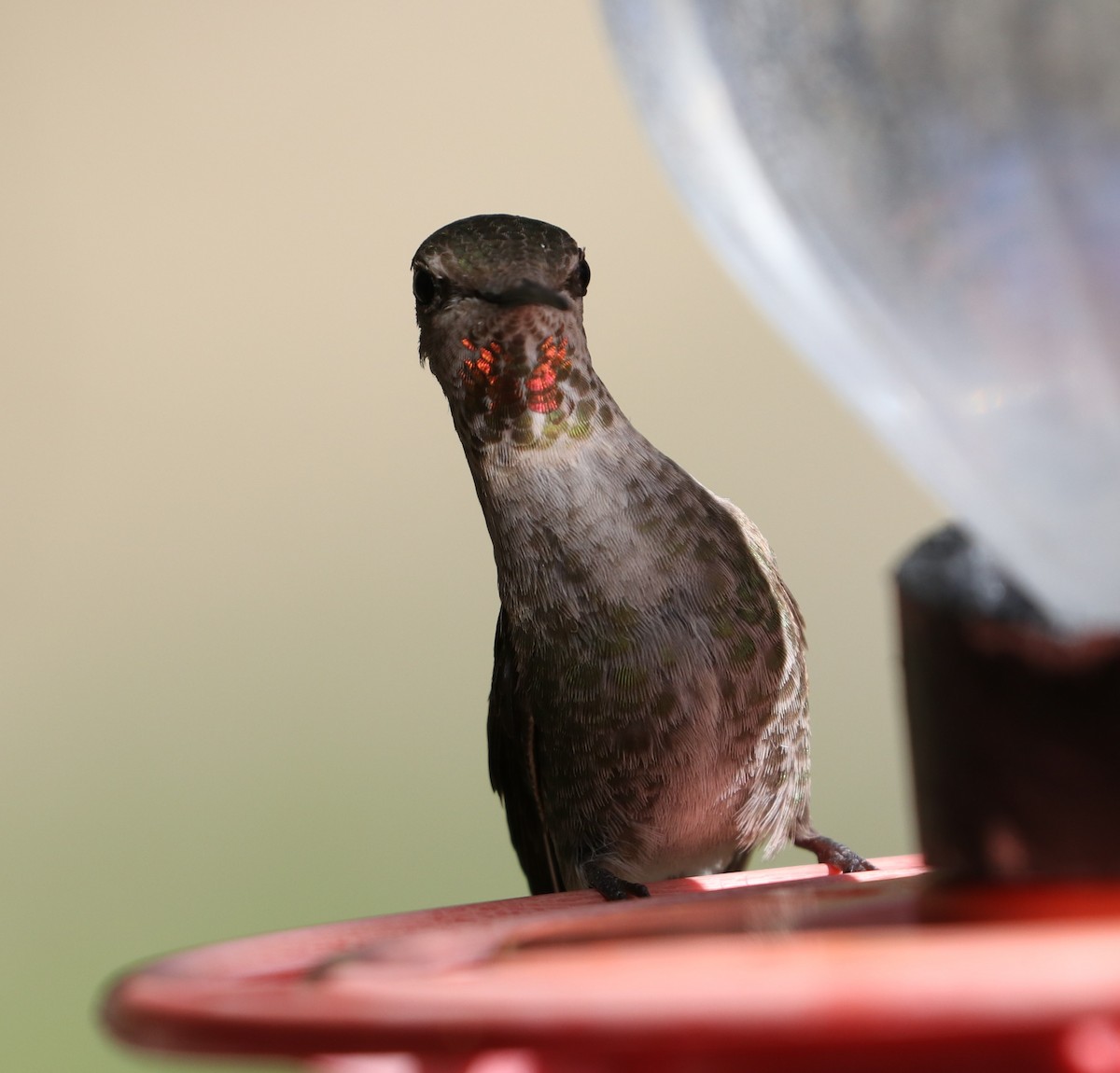 Broad-tailed Hummingbird - Tim Murphy