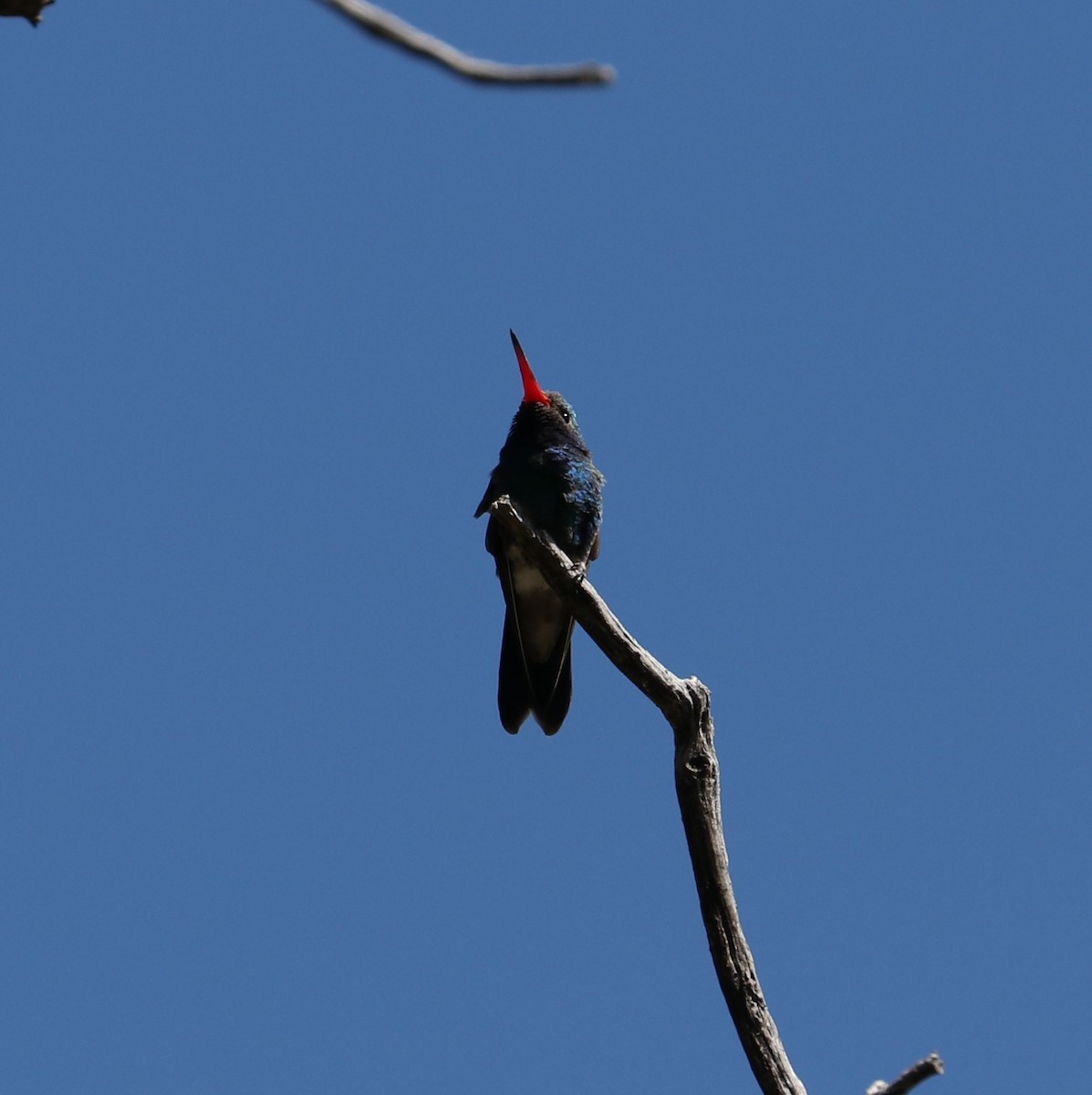 Broad-billed Hummingbird - ML618375035