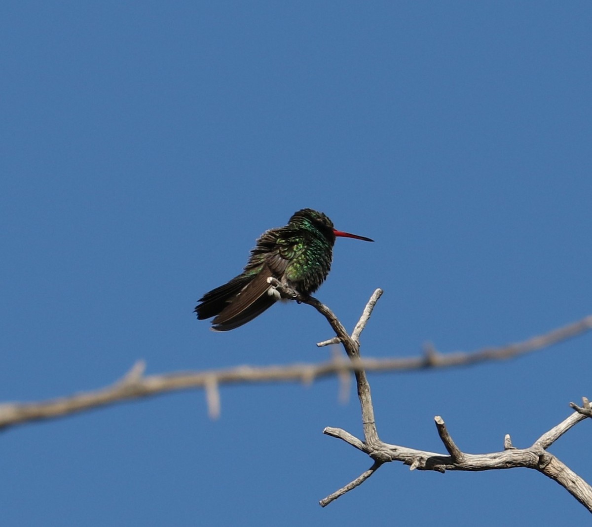 Broad-billed Hummingbird - ML618375036