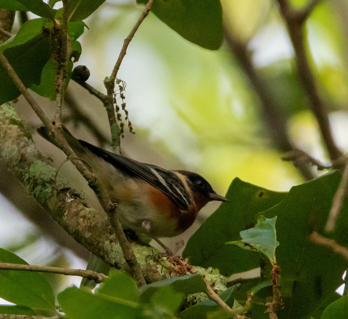 Bay-breasted Warbler - ML618375045