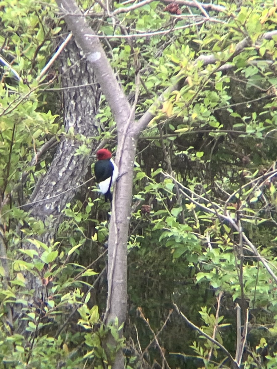 Red-headed Woodpecker - ML618375061