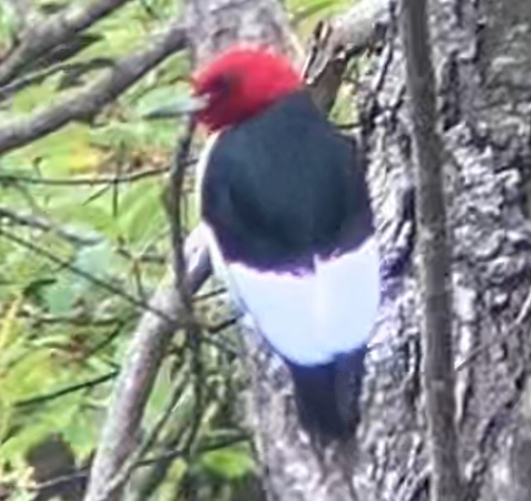 Red-headed Woodpecker - ML618375062